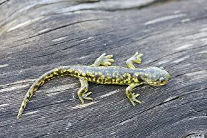 Eastern Tiger Salamander (Ambystoma tigrinum)
