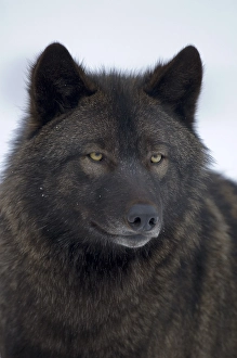 Eastern Timber Wolf (Canis lupus lycaon)