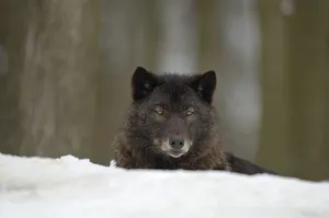 Eastern Timber Wolf (Canis lupus lycaon)