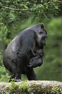 Eastern western gorilla (gorilla gorilla) graueri
