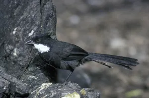 Eastern Whipbird (Psophodes olivaceus)