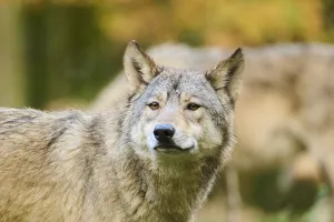 Eastern wolf (Canis lupus lycaon)