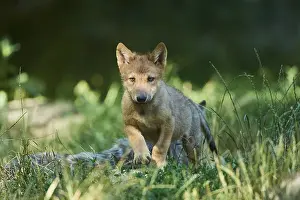 Eastern wolf (Canis lupus lycaon)