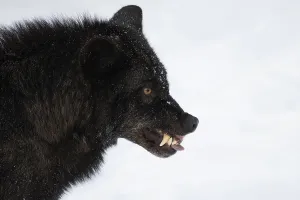 Eastern Wolf (Canis lupus lycaon) with bared teeth