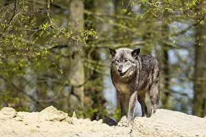 Eastern wolf (Canis lupus lycaon) sitting on a little hill