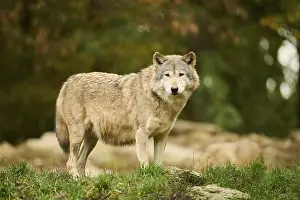 Eastern wolf (Canis lupus lycaon) standing on a meadow
