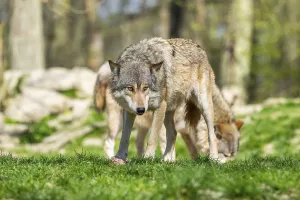 Eastern wolf (Canis lupus lycaon) standing on a meadow