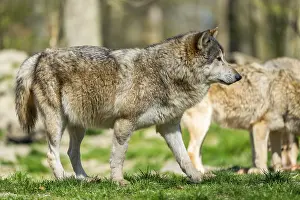 Eastern wolf (Canis lupus lycaon) standing on a meadow