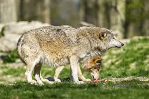Eastern wolf (Canis lupus lycaon) standing on a meadow