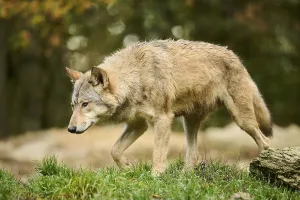 Eastern wolf (Canis lupus lycaon) walking on a meadow