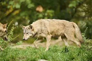 Eastern wolf (Canis lupus lycaon) walking on a meadow