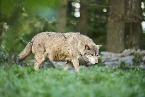 Eastern wolf (Canis lupus lycaon) walking on a meadow