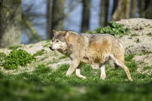 Eastern wolf (Canis lupus lycaon) walking on a meadow