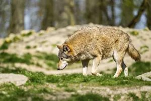 Eastern wolf (Canis lupus lycaon) walking on a meadow