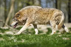 Eastern wolf (Canis lupus lycaon) walking on a meadow