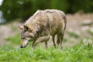 Eastern wolve (Canis lupus lycaon) standing on a meadow