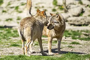 Eastern wolves (Canis lupus lycaon) arguing with each other