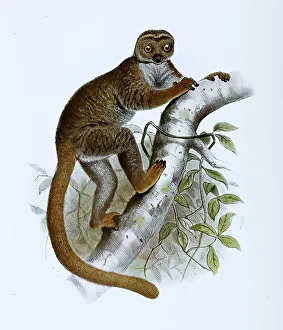 Eastern woolly lemur (Avahi) lanige