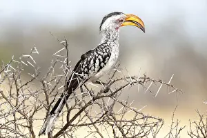 Eastern Yellow-billed Hornbill (Tockus flavirostris)