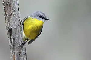 Eastern Yellow Robin (Eopsaltria australis)