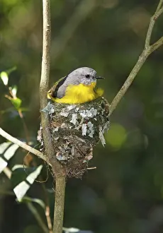 Eastern yellow robin (Eopsaltria australis)
