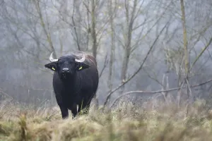 Eating water buffalo cow in landscape management
