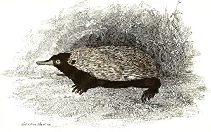 Echidna hystrix, short-beaked echidna