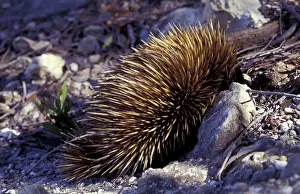 Echidna (Tachyglossus aculeatus)