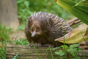 An echidna on a tree trunk, surrounded by natural flora