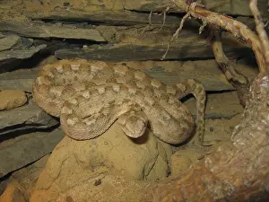 Echis colouratus (Echis colouratus)