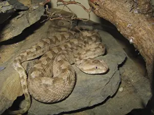Echis colouratus (Echis colouratus)