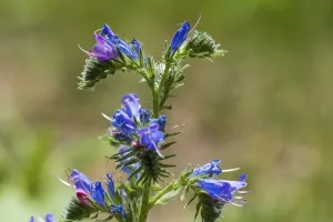 Echium callithyrsum (Echium vulgare)