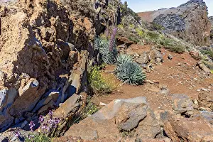 Echium gentianoides Roque de los Muchachos La Palma Spain