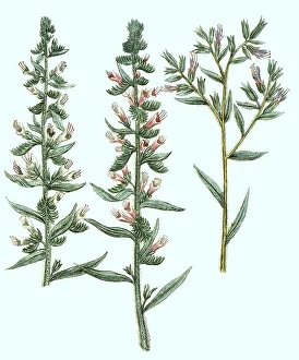 Echium majus, common viper's bugloss (Echium vulgare) or viper's bugloss viper's bugloss