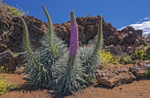 Echium wildpretii (Echium wildpretii) in front of lava rock