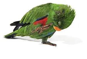Eclectus Parrot (Eclectus roratus)
