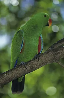 Eclectus Parrot (Eclectus roratus)