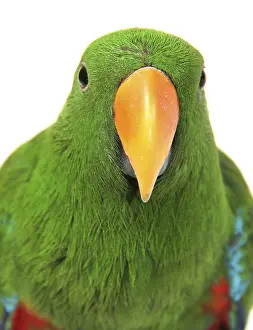Eclectus Parrot (Eclectus roratus), male, portrait