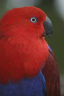 Eclectus roratus (female), the male is completely different coloured (green with red flanks and yellow upper bill)