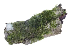 Ecosystem on a piece of pine bark concept