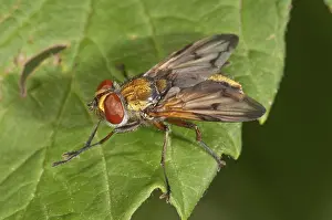 Ectophasia oblonga, Tachinid fly