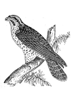 Edelfalke, Falcon, Falco gentilis