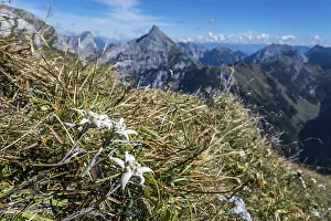 Edelweiss in the Alps
