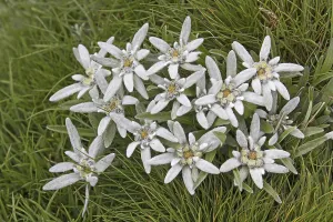 Edelweiss (Leontopodium nivale) flowers in summer