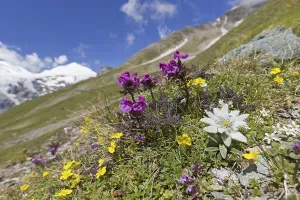 Edelweiss (Leontopodium nivale) (Leontopodium alpinum) in flower on mountain slope