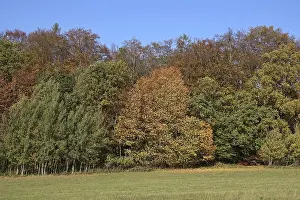 Edge of forest in autumn