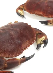 Edible crab, crayfish (pagurus)