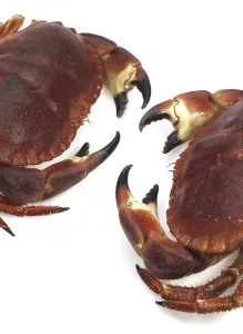 Edible crab, crayfish (pagurus)