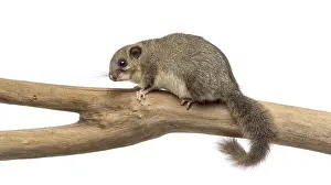Edible dormouse on a branch in front of a white background