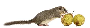 Edible dormouse eating a pear in front of a white background